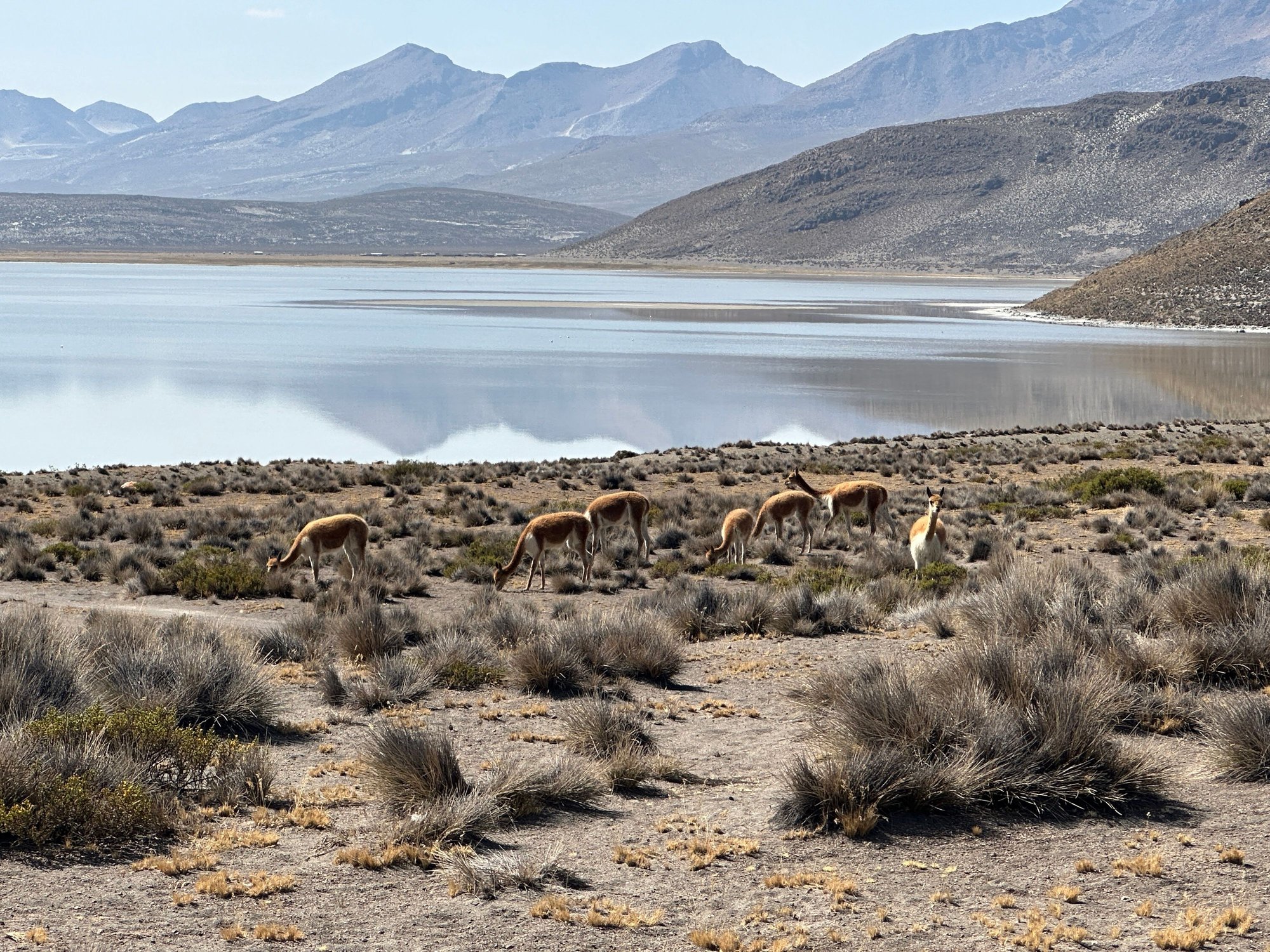 vicu�as, guanacos