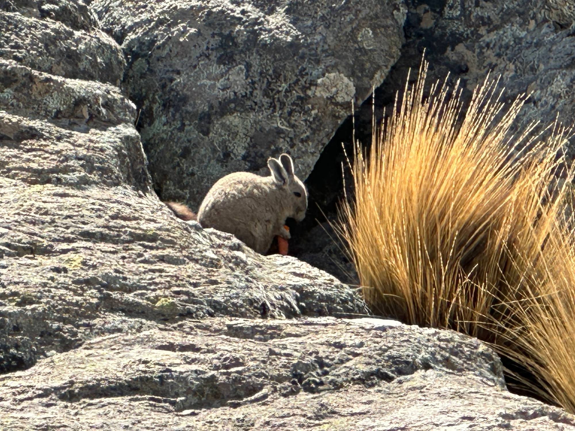 Mountain Viscacha� half rabbit half squirrel 