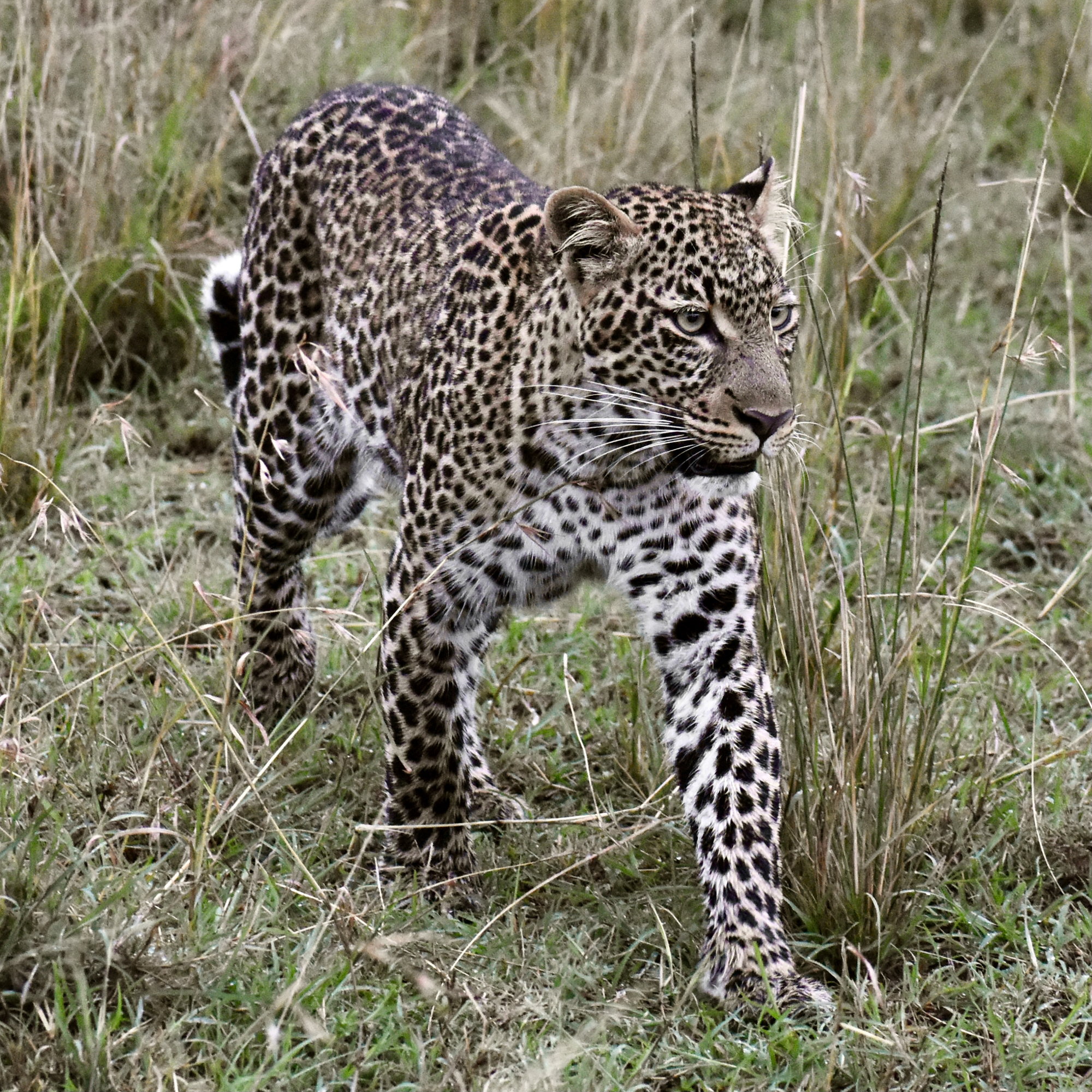Trip Report Our September Kenya Safari Exceeded Our Wildest Hopes - Page 2  - Fodor's Travel Talk Forums