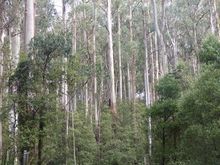 Tall trees 