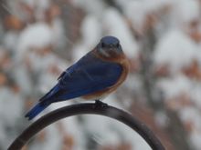 At the feeders today.  We don’t see a lot of bluebirds.