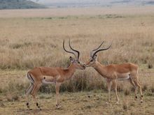 brings new meaning to 'going nose to nose'!