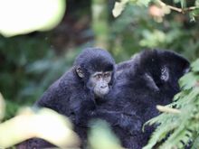 this baby was so sweet being carried on the back.