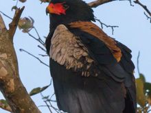 Bateleur Eagle