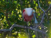 Roseate Spoonbill, another lifer!!!