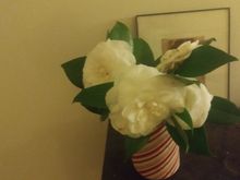 First camelias of the spring