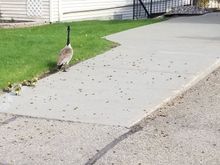 She just hatched  out four little Goslings.  I asked  her where she was going.
She said as soon as the goslings can fly they are heading  to Joe Biden's Pond.
I said okay but  no honking when he is on TV

