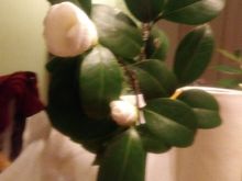 Some buds I brought in that began to bloom after a few days inside.