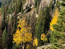 Aspens in higher elevations starting to turn