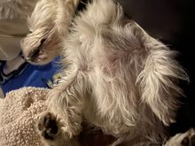 Watson is tired from supervising all the planting today!