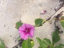 Flower on the sand dune.