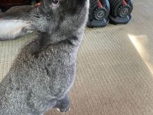 This rabbit’s mother and grandmother are therapy rabbits, so is very sociable. My sister carries  her around like a baby sometimes.