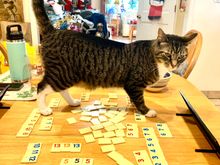 These 2 are for you Vicky. My cat Jax likes to join in