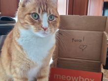 Thought you all might want to see a pic of my grandcat. (Ziggy, for you). He got a Meowbox today, new tos!, so he wanted Grandma to see. Awwwww. 