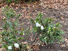 Portent of things to come. Winter Camelia beginning its bloom. 