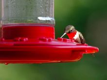 When the sun hits that ruby red throat, it lights up like a neon sign.