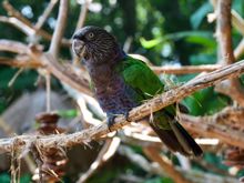 Parrot 