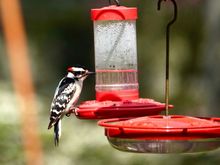 Large hummingbird? Actually the Downys are the only ones drinking from these feeders. The hummingbirds occasionally hover there but haven’t stopped for a drink. Hope that changes soon. Joyce saw a ruby throated one this morning. Love to photograph it.