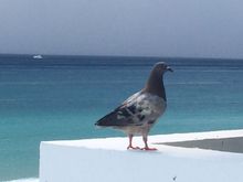 This is “the Husband.”