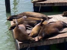 Sea lions at Pier 39