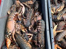 Lobsters for 8€.  $26 per lb back home 😳