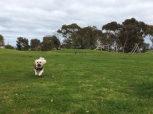Doggo wanted a run in the park