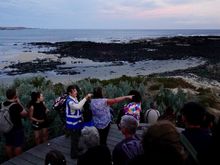Waiting for the Little Penguins on Philip Island to come ashore. And the did as night fell. So tiny and so cute! But no photos allowed.