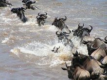 Hurry before the crocodiles get here