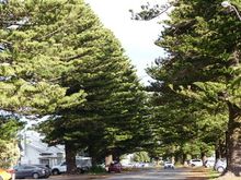 Huge Norfolk pines, tiny cottages