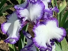 Presby Memorial Iris Gardens