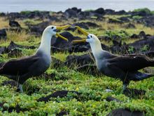 Waved albatrosses reconnecting via their dance after months of separation.
