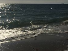 If you look closely, there are sandpipers.