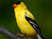Goldfinch 