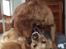 dcd, my current view. They’re wrestling while I’m trying to drink coffee in bed before heading out to barre. As predicted: -5 and temps dropping throughout the day. 