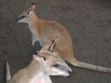 Two Wallabies in their natural color.