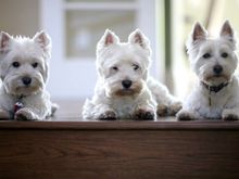 These guys want to say " Happy Birthday" !