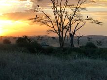 Serengeti sunset