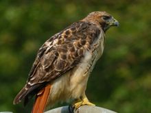 Now you know why this one is called a Red Tailed hawk