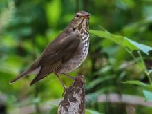 Swainson's thrush