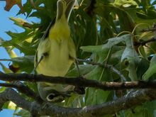 Blue-headed vireo, except his head taint blue
