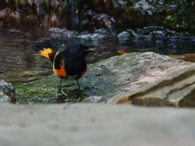 American Redstart