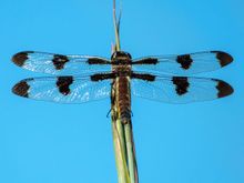 Some kind of dragonfly