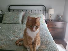 Isn’t this sad. My grandcat missing me.  That’s where I slept when I babysat him last week. 