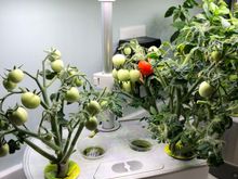 
Looking forward to making burst cherry tomatoes in the oven a la Vttraveler. 