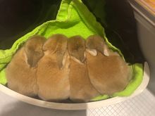 My sister’s baby rabbits 