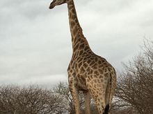 Giraffe