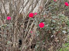 Remnants of the past. Knockout roses still hanging in there