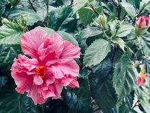 Hibiscus