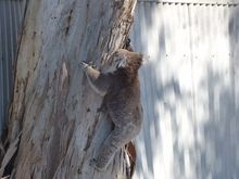 Scrambling up the tree