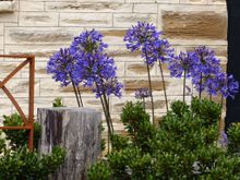 Flowers for “iris”